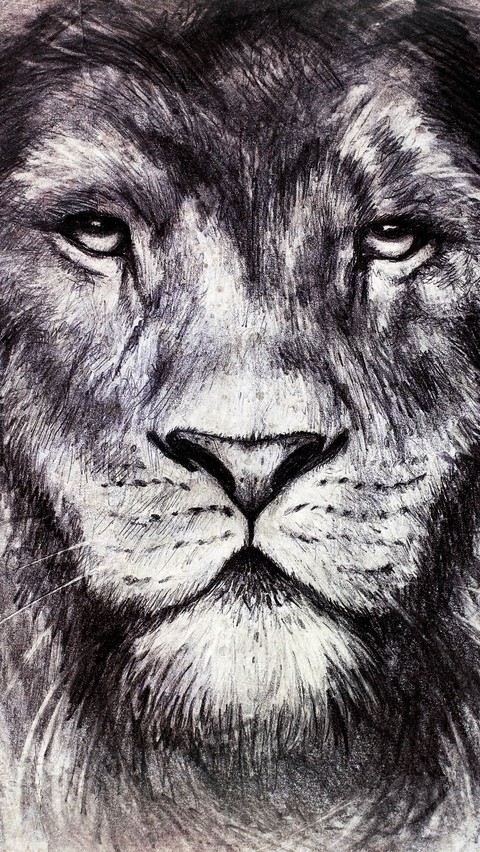 felidae, vertebrate wallpapers