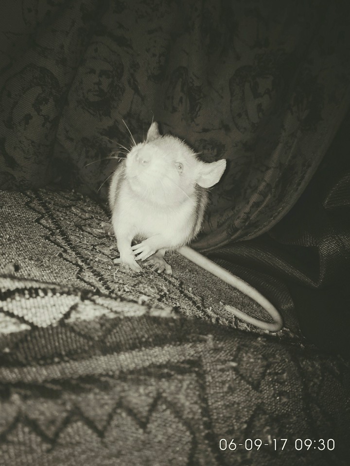 rat