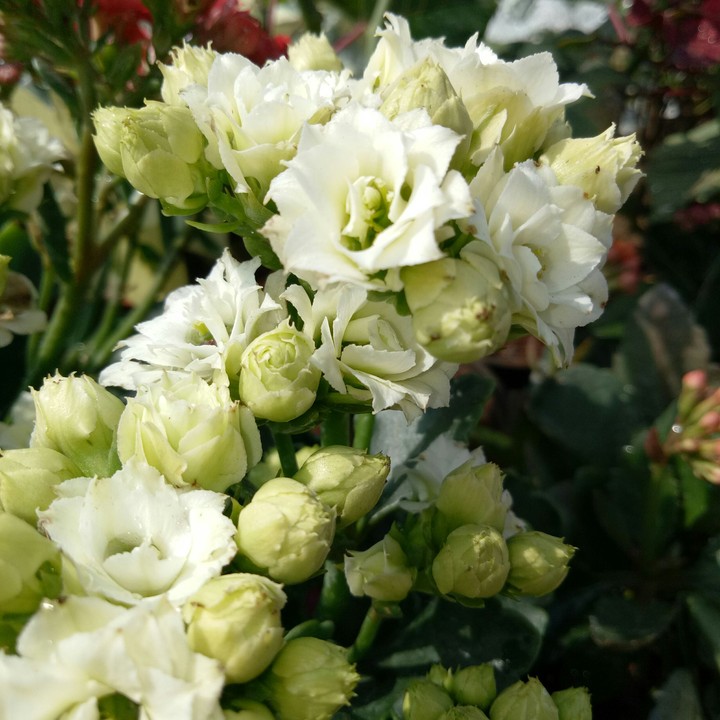 bloom
