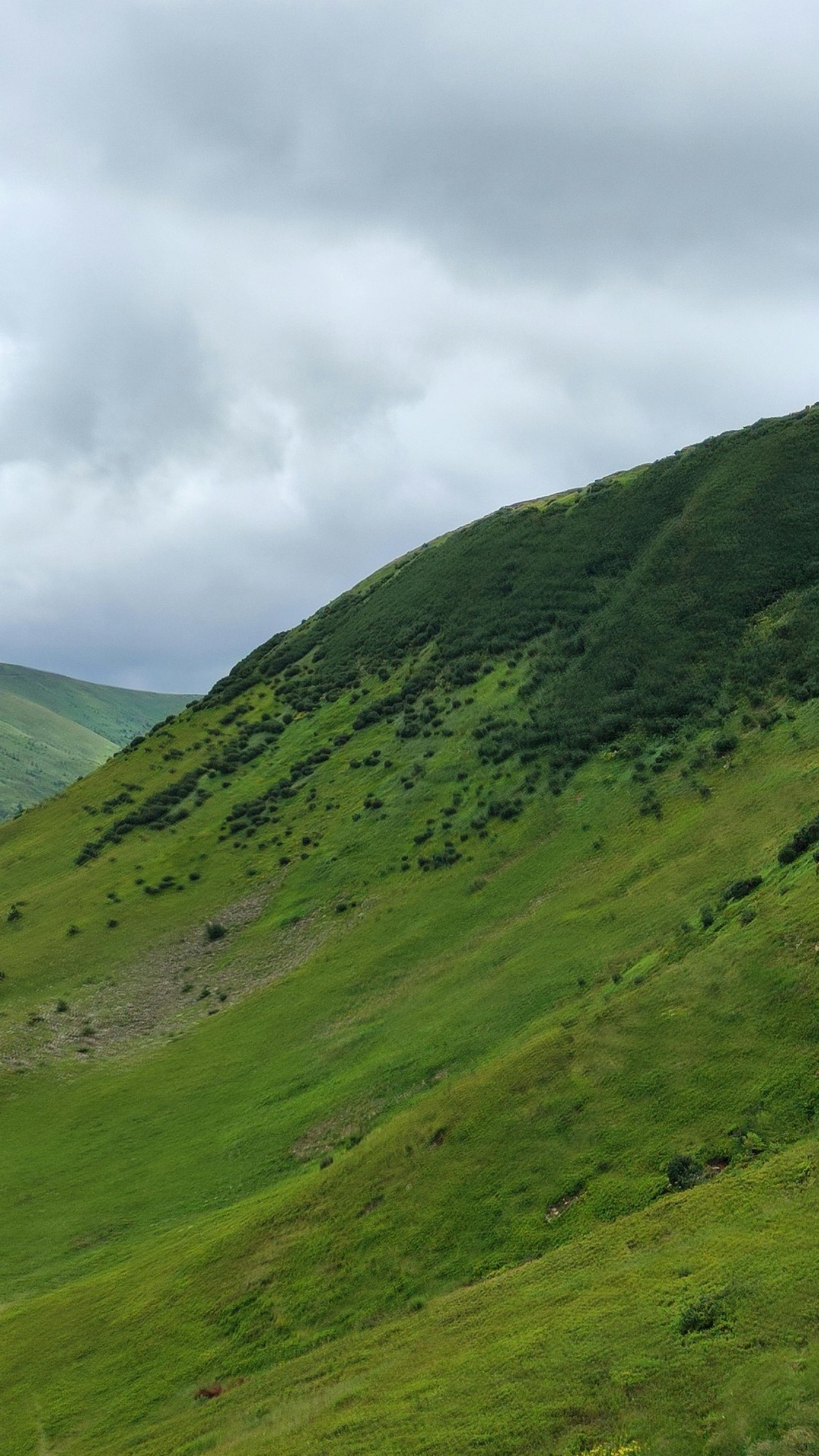 sfondi ecoregion, hill