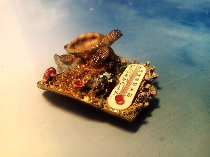 turtle