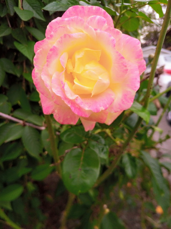 Pink Beauty