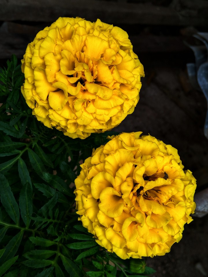 flower