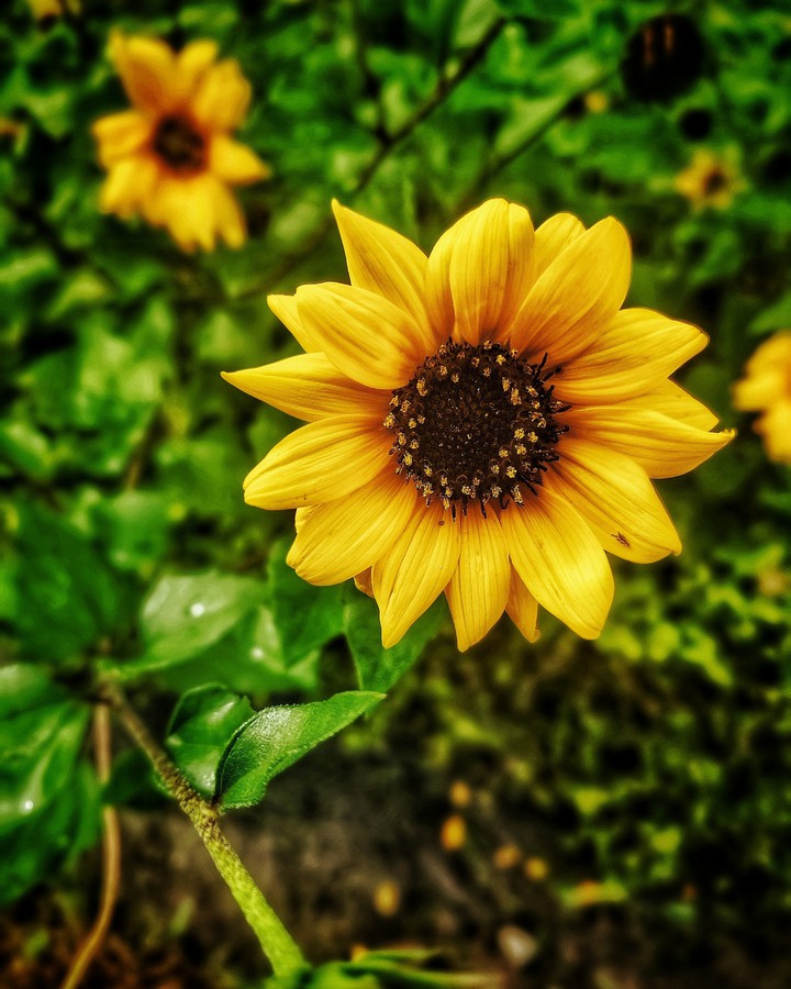 Yellow flower