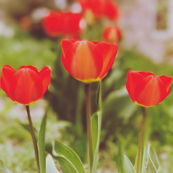 flowers