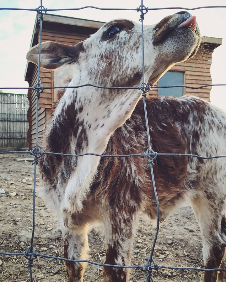 baby cow