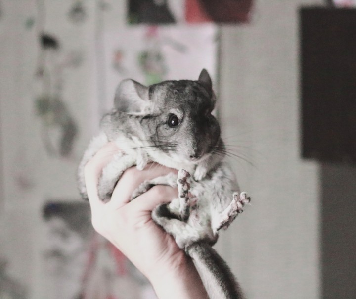 шиншилла