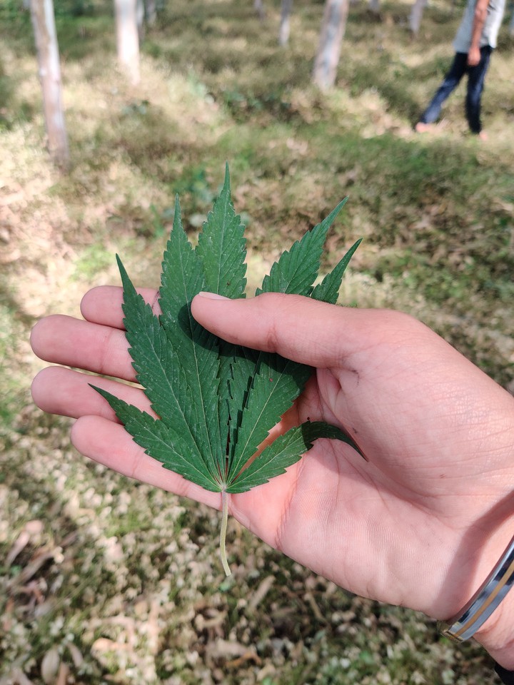 weed