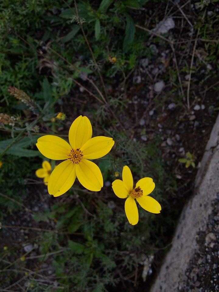 Flor amarilla