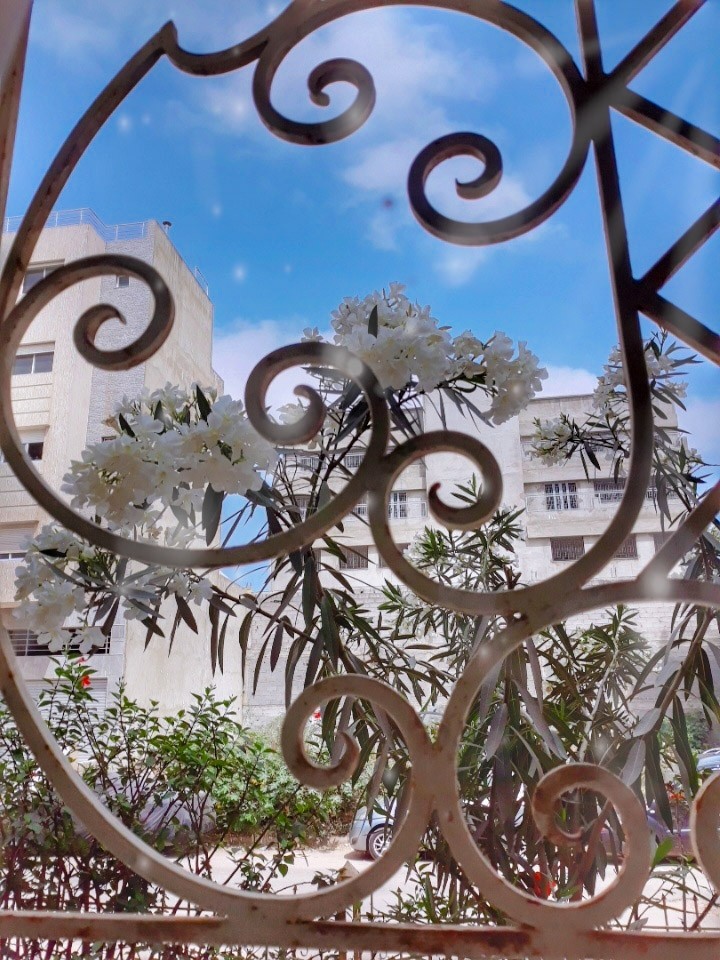 flowers at window