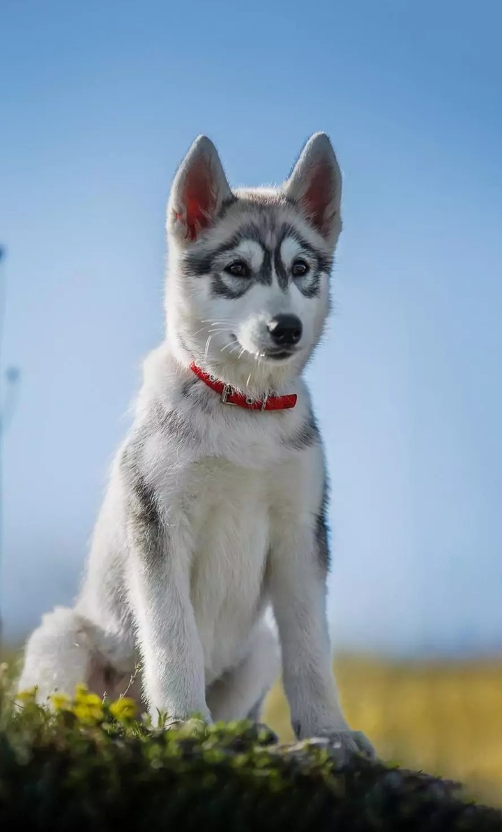 lovely dog