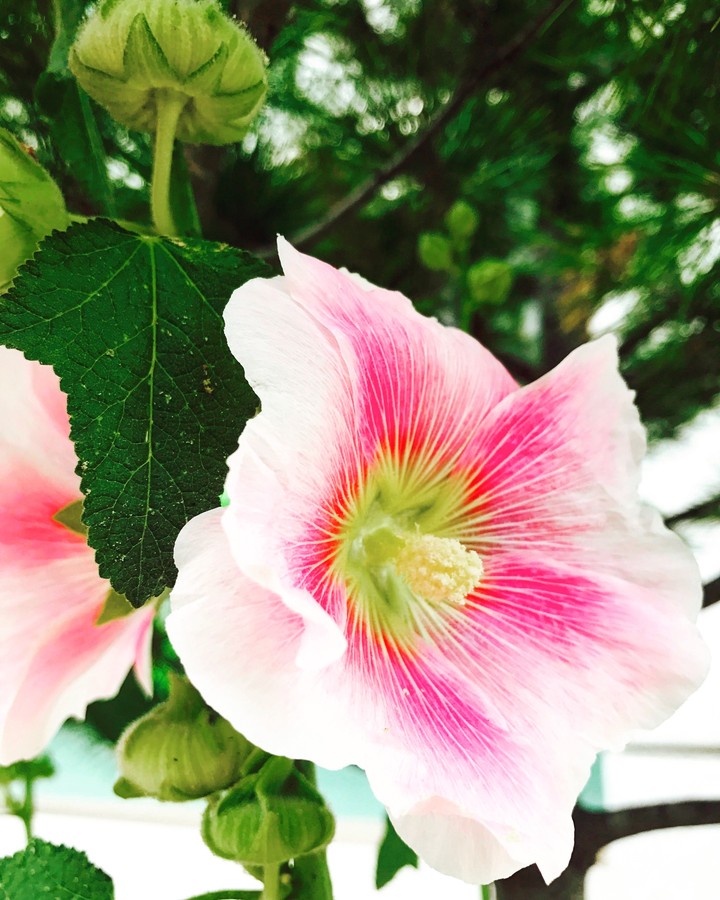 rose of sharon