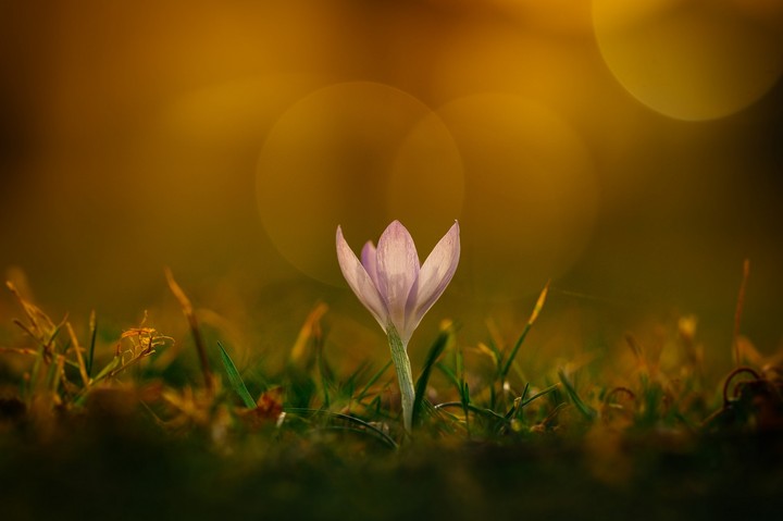 Grass Flower