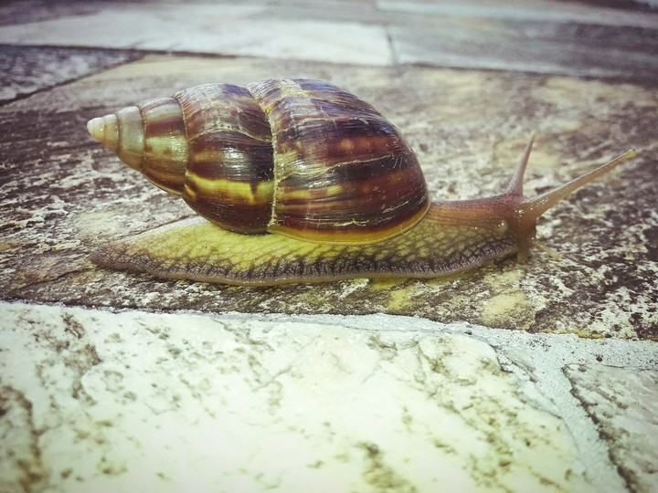 Caracol