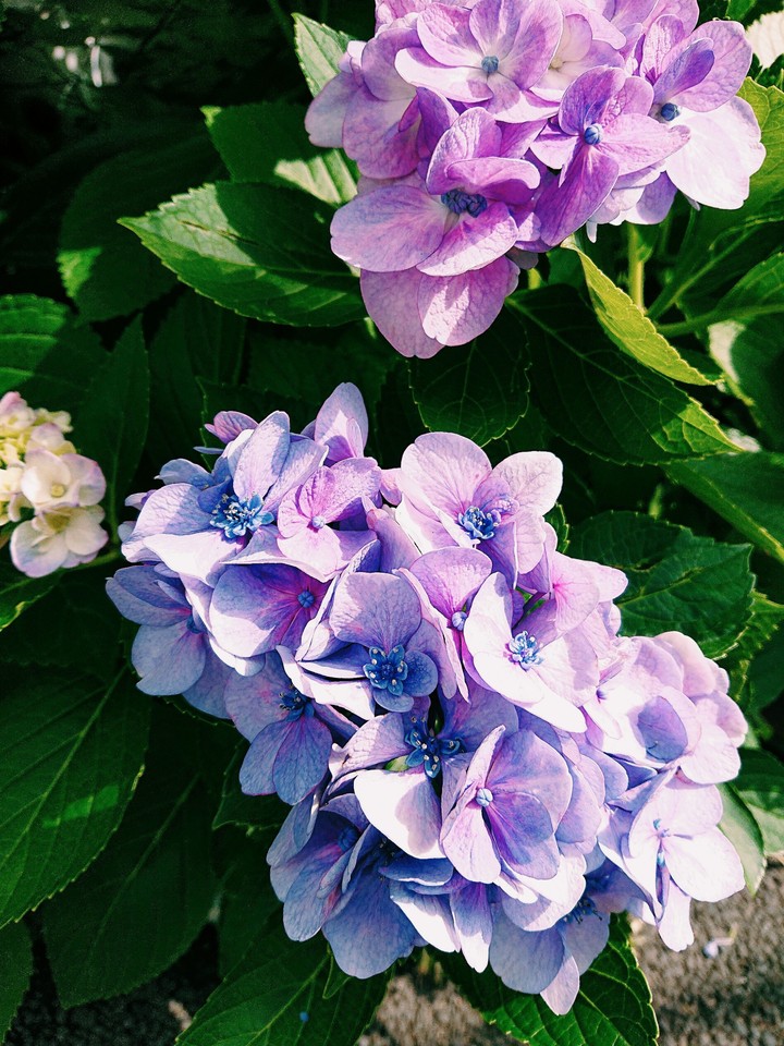 紫陽花