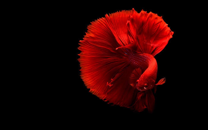 betta fish