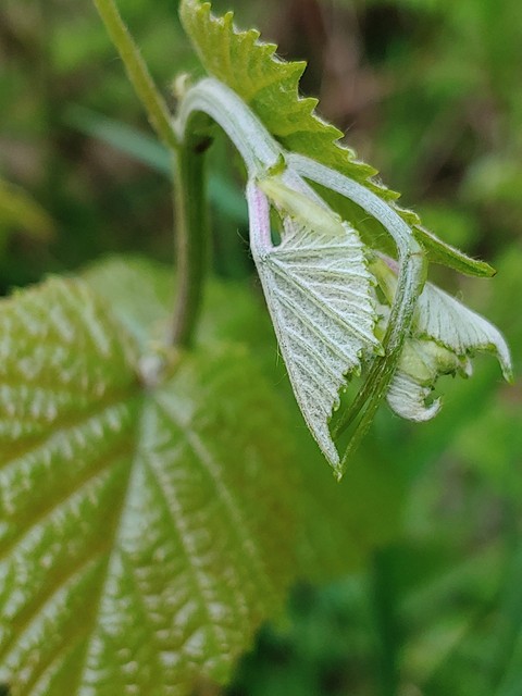 ταπετσαρίες insect, pieridae
