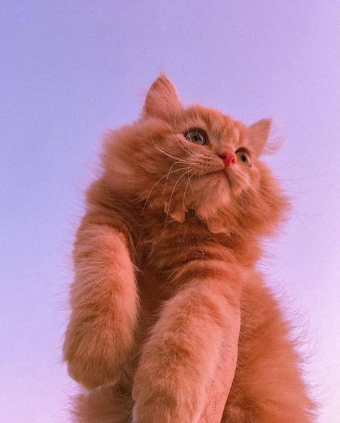 Kat