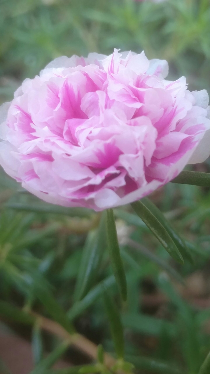The 10 O'Clock plant