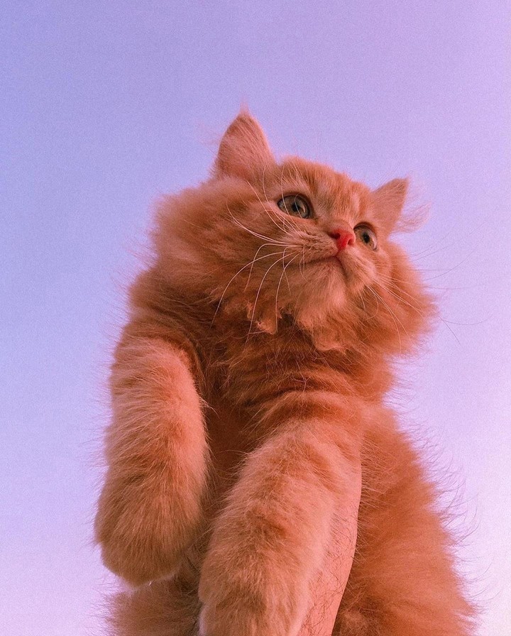 Kat