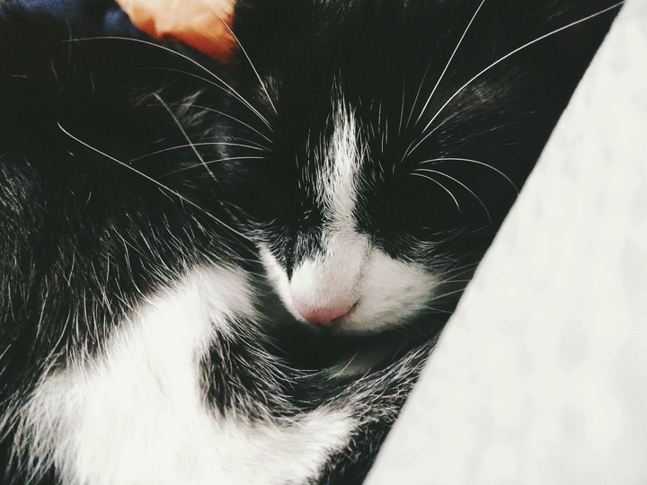 #cat