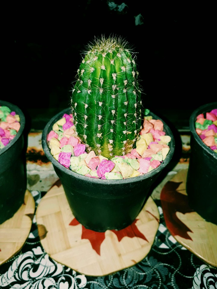 Cactus