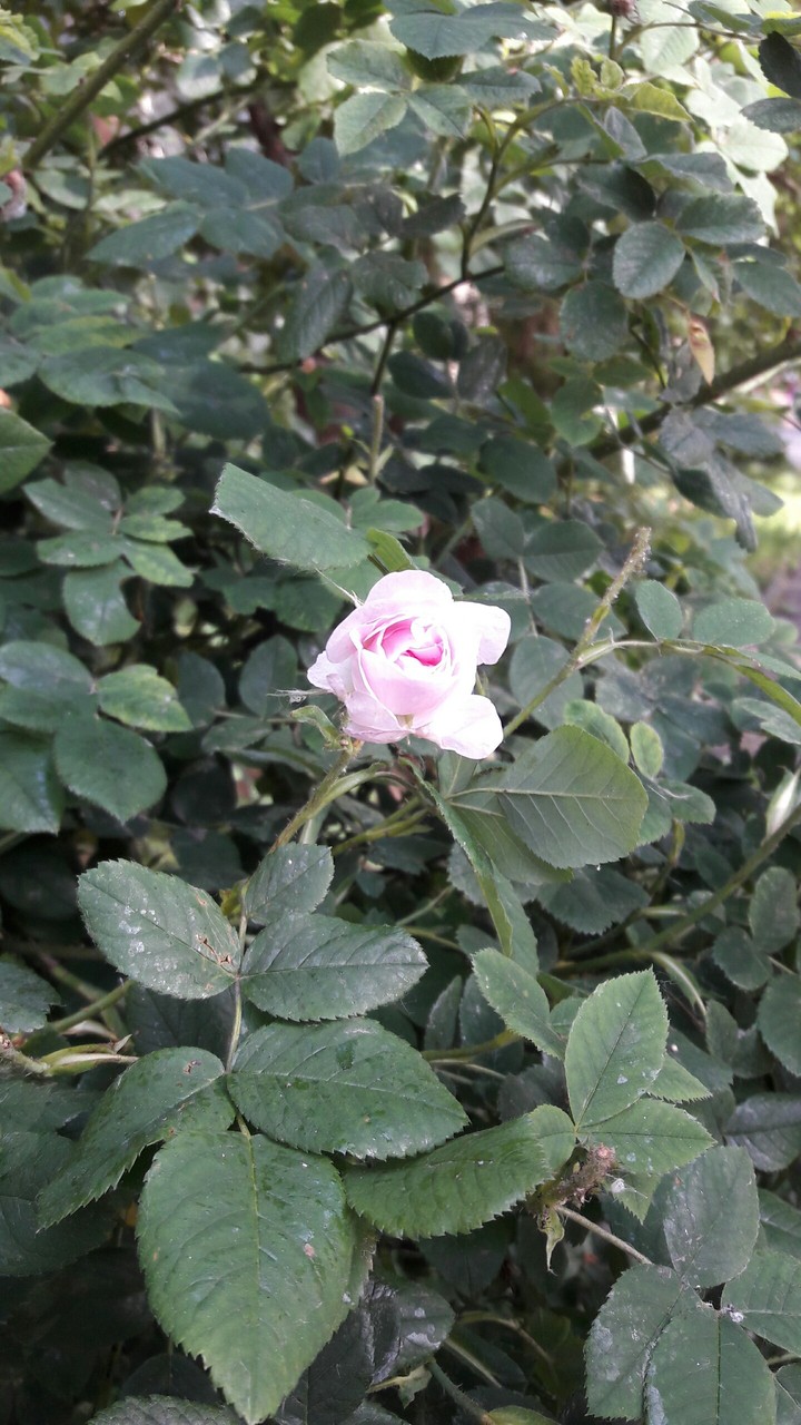 pink rose