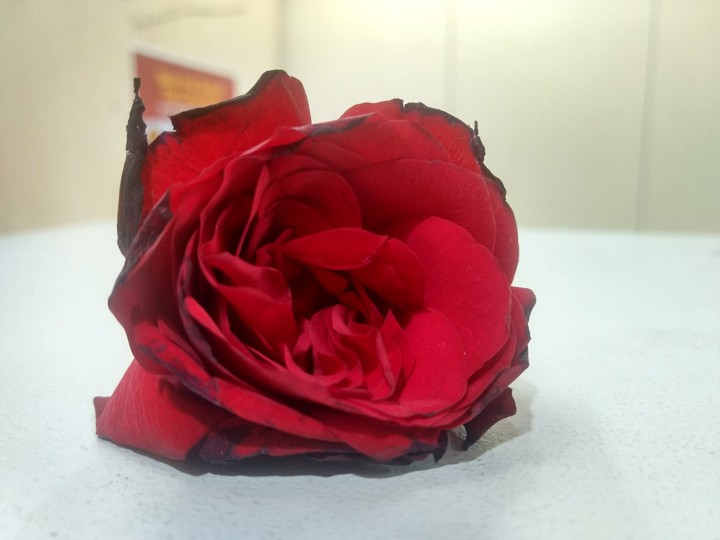 happy rose day