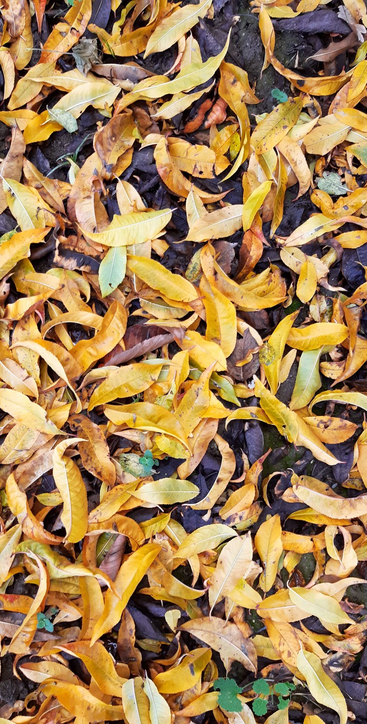autumn