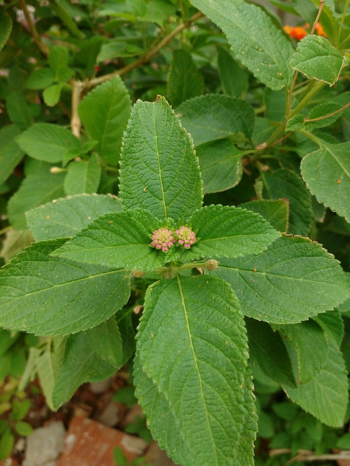 leaves flower