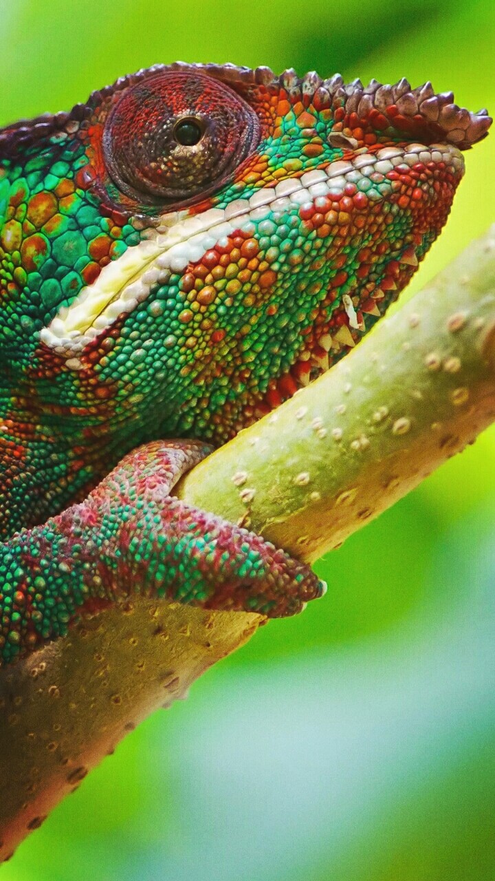 colorful