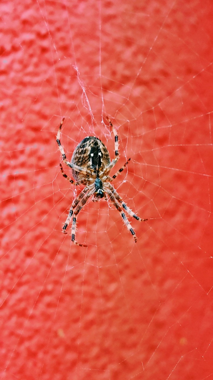spider