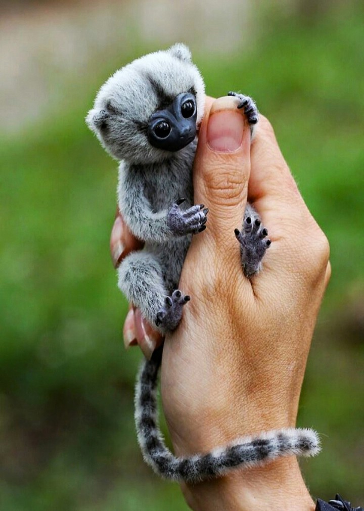 A Tiny Marmoset Monkey