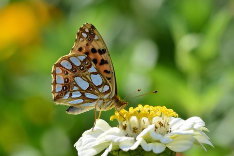 fondos de pantalla butterfly, lepidoptera