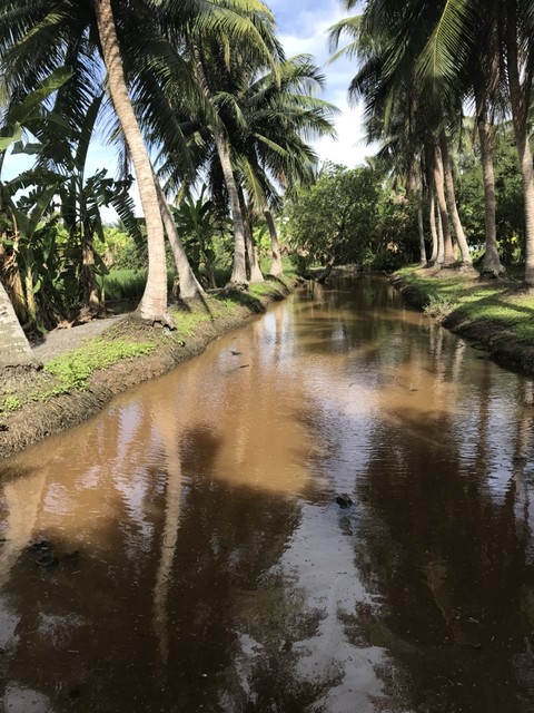 Coconut