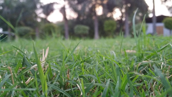 Grass