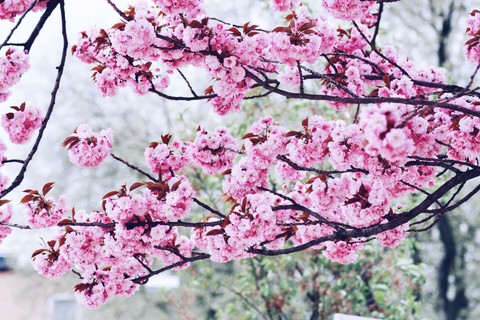 Cherry