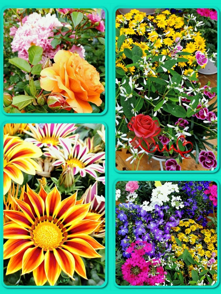 wunderschöne Blumen