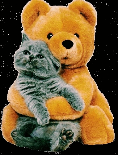 Bär und Katze