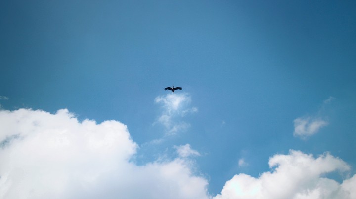Flying bird