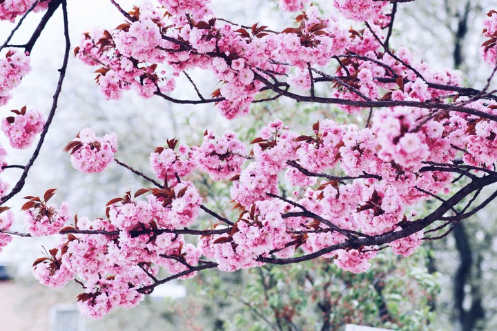 Cherry