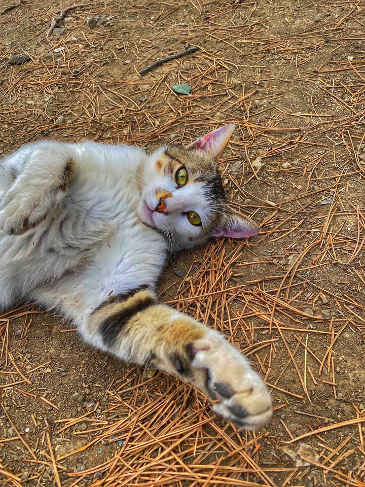 give your paw