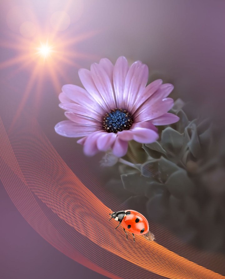 wallpaper...