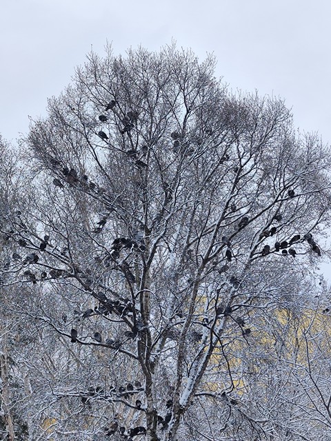 hình nền winter, deciduous