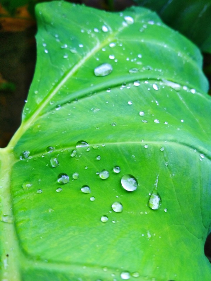 Leafy world