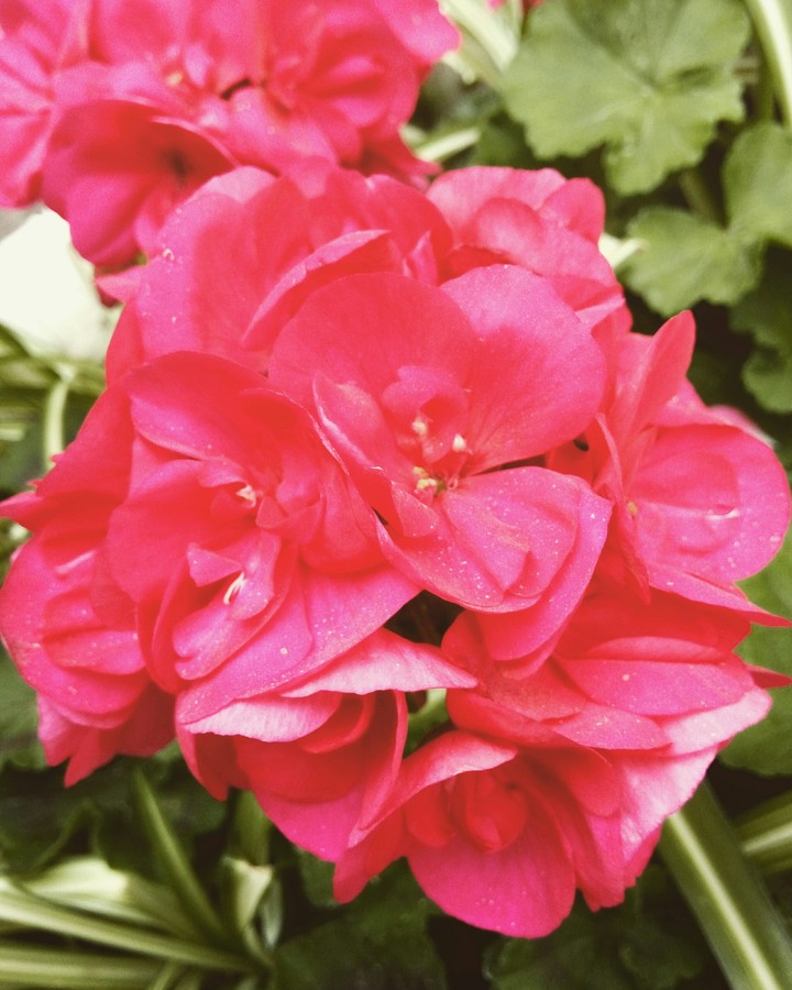 Flover