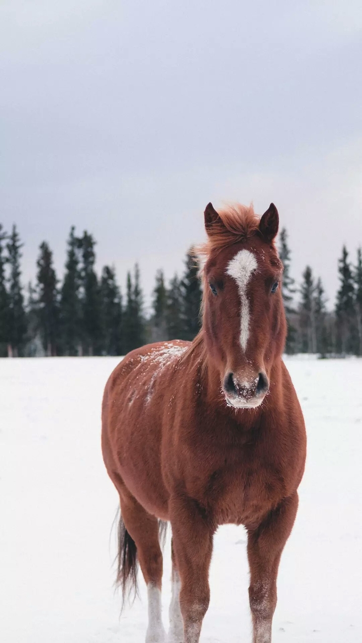 horse