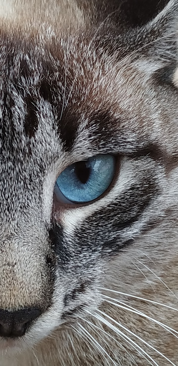 котик