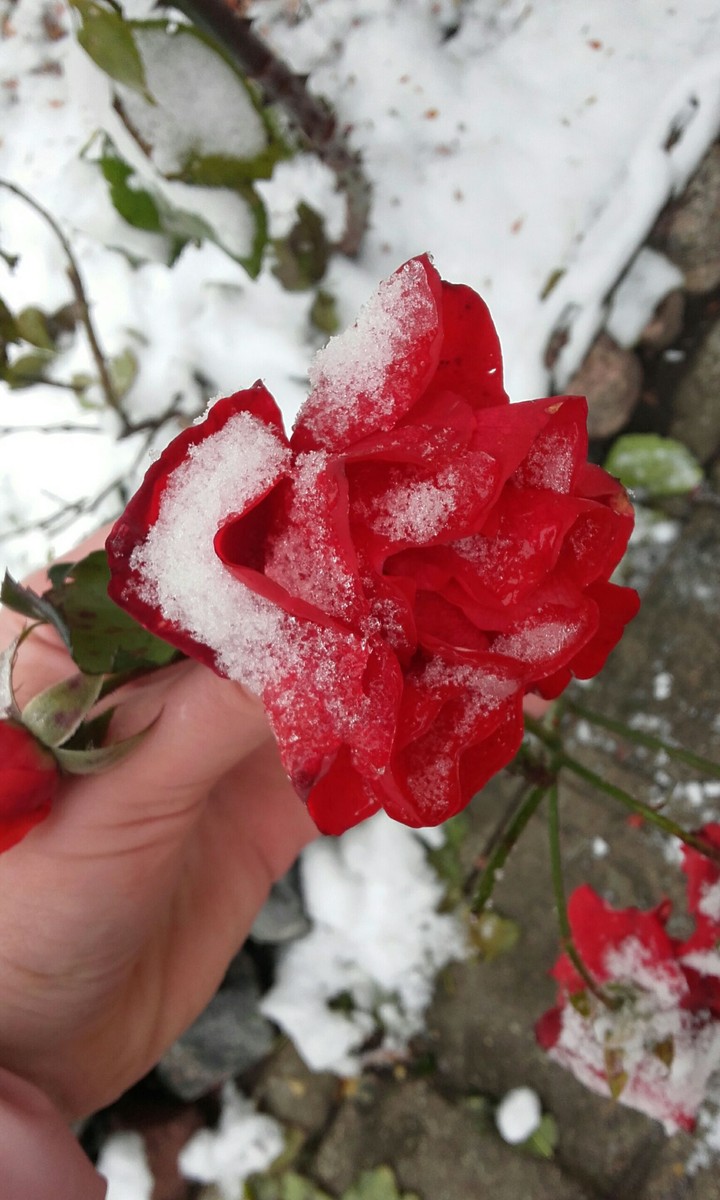 Rose❤