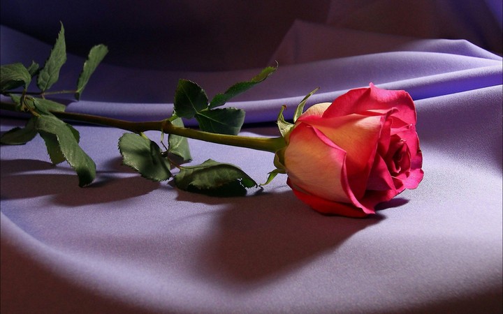 rosa